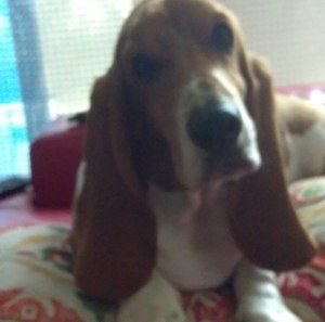 Meet your Posher, Mario